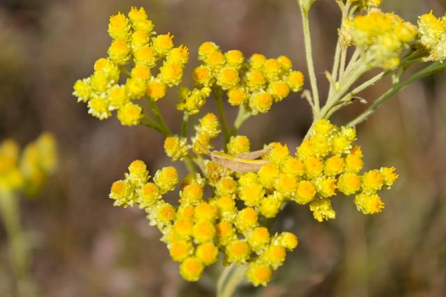 Zlatno blago: Najmoænije eterièno ulje protiv bolova